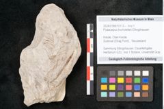 Foto (Objekt + Etikett) von Podocarpus hochstetteri Ettingshausen (NHMW-GEO-2024-0188-10113)